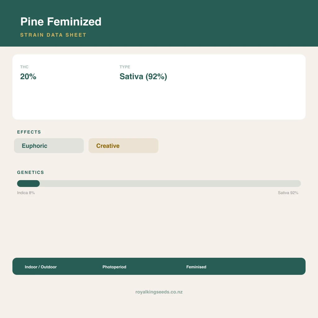 Pine 8% indica / 92% sativa flower with visible trichomes