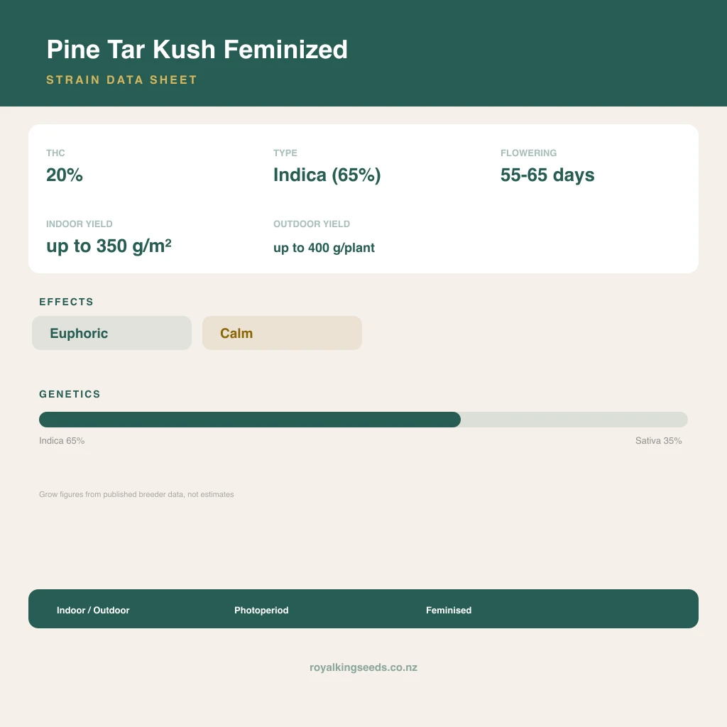 Pine Tar Kush 65% indica / 35% sativa flower with visible trichomes