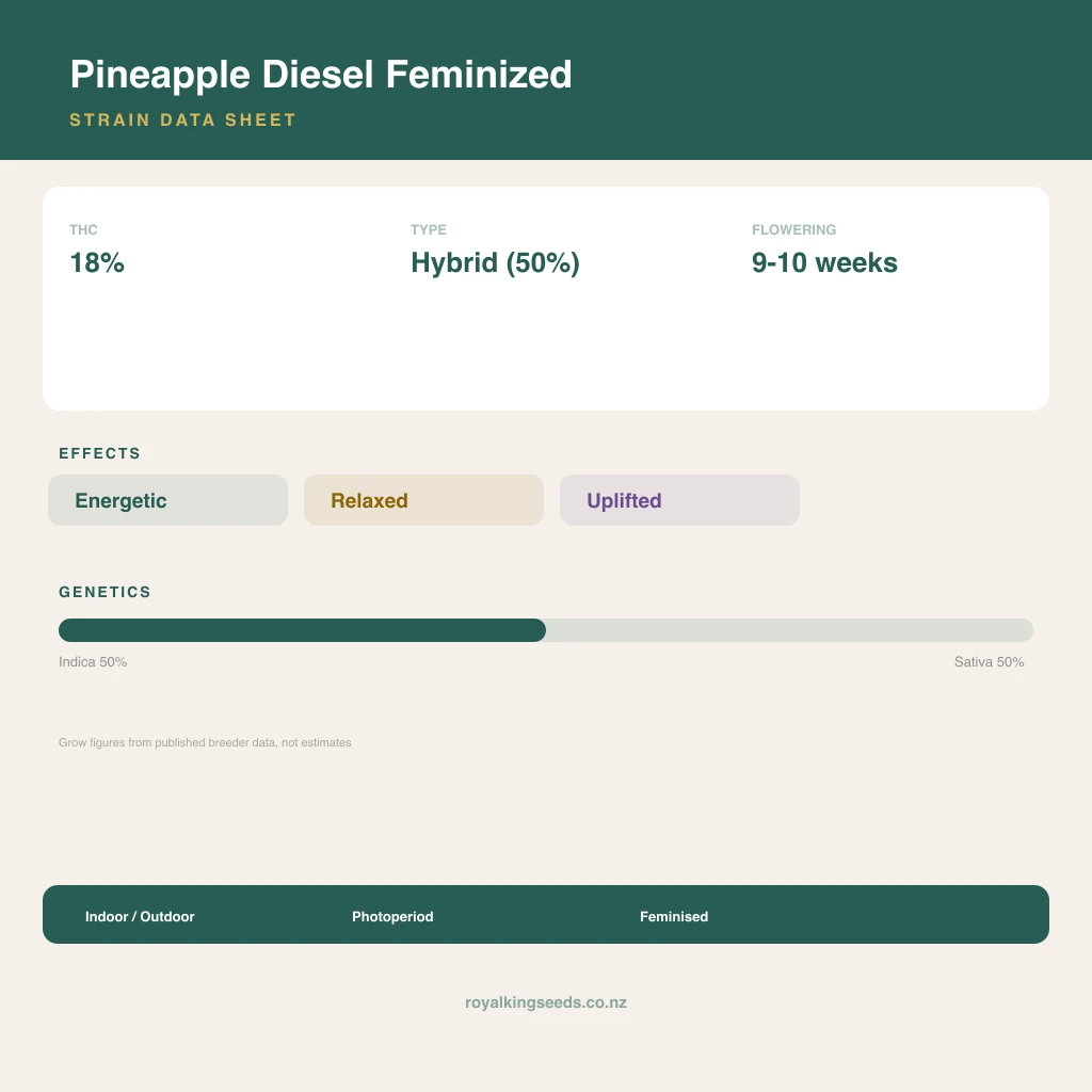 Pineapple Diesel 50% indica / 50% sativa flower with visible trichomes