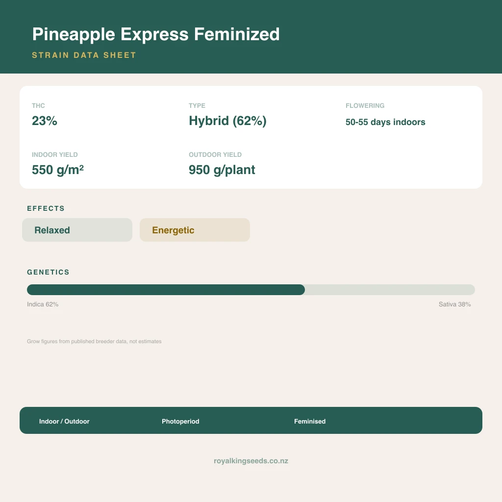 Pineapple Express 62% indica / 38% sativa flower with visible trichomes