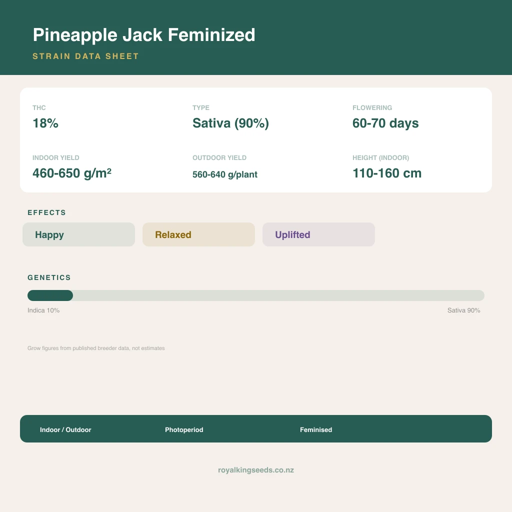 Pineapple Jack 10% indica / 90% sativa flower with visible trichomes
