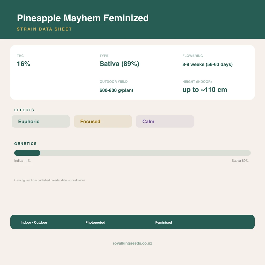 Pineapple Mayhem 11% indica / 89% sativa flower with visible trichomes