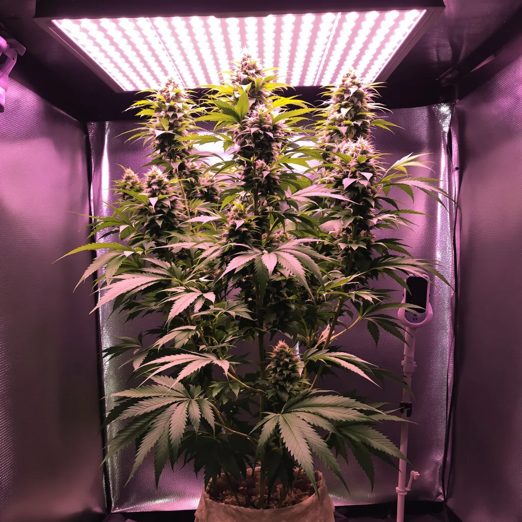 Pineapple Trainwreck cannabis plant in flowering stage — 150-200 cm feminised