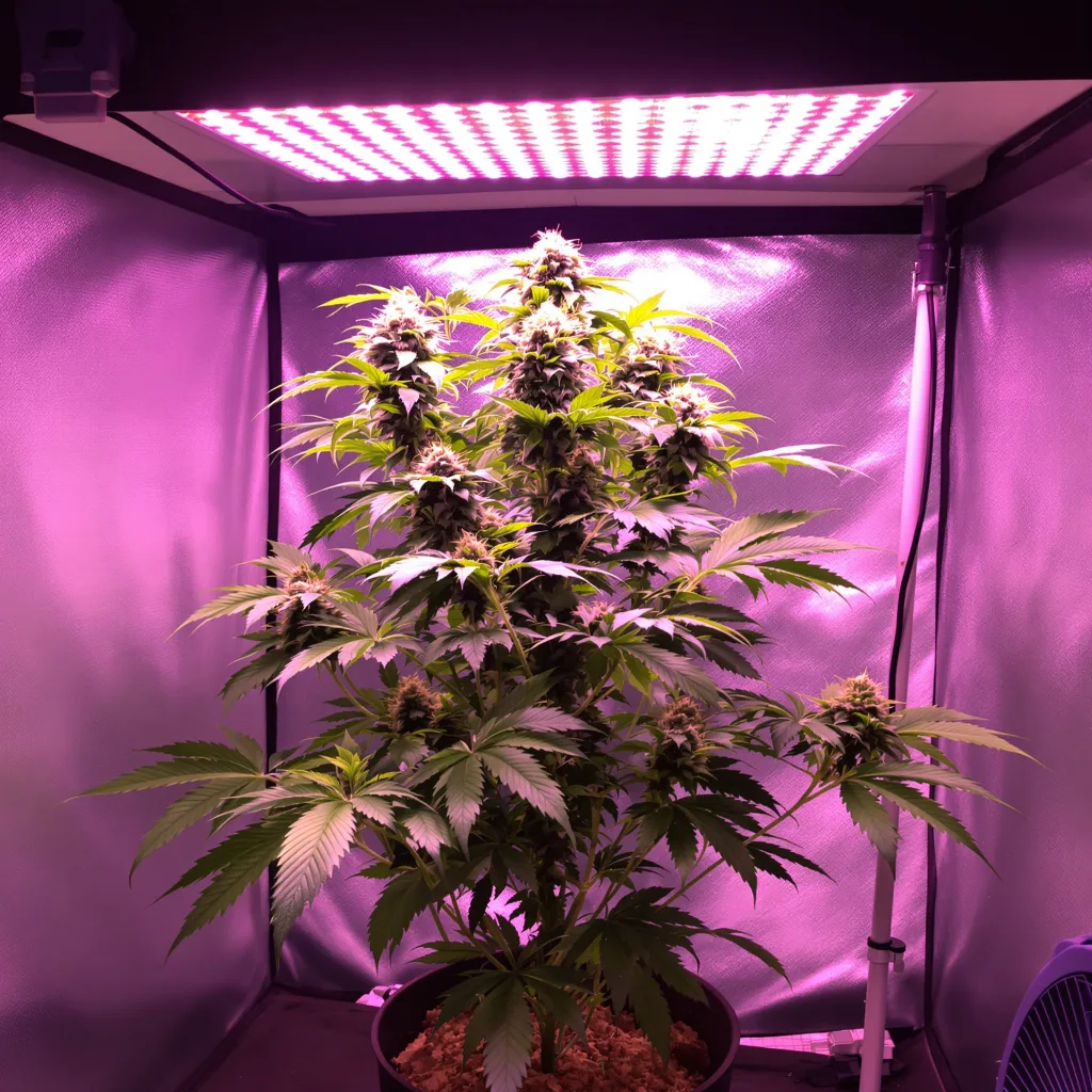 Pink Panther cannabis plant in flowering stage — 90-130 cm feminised
