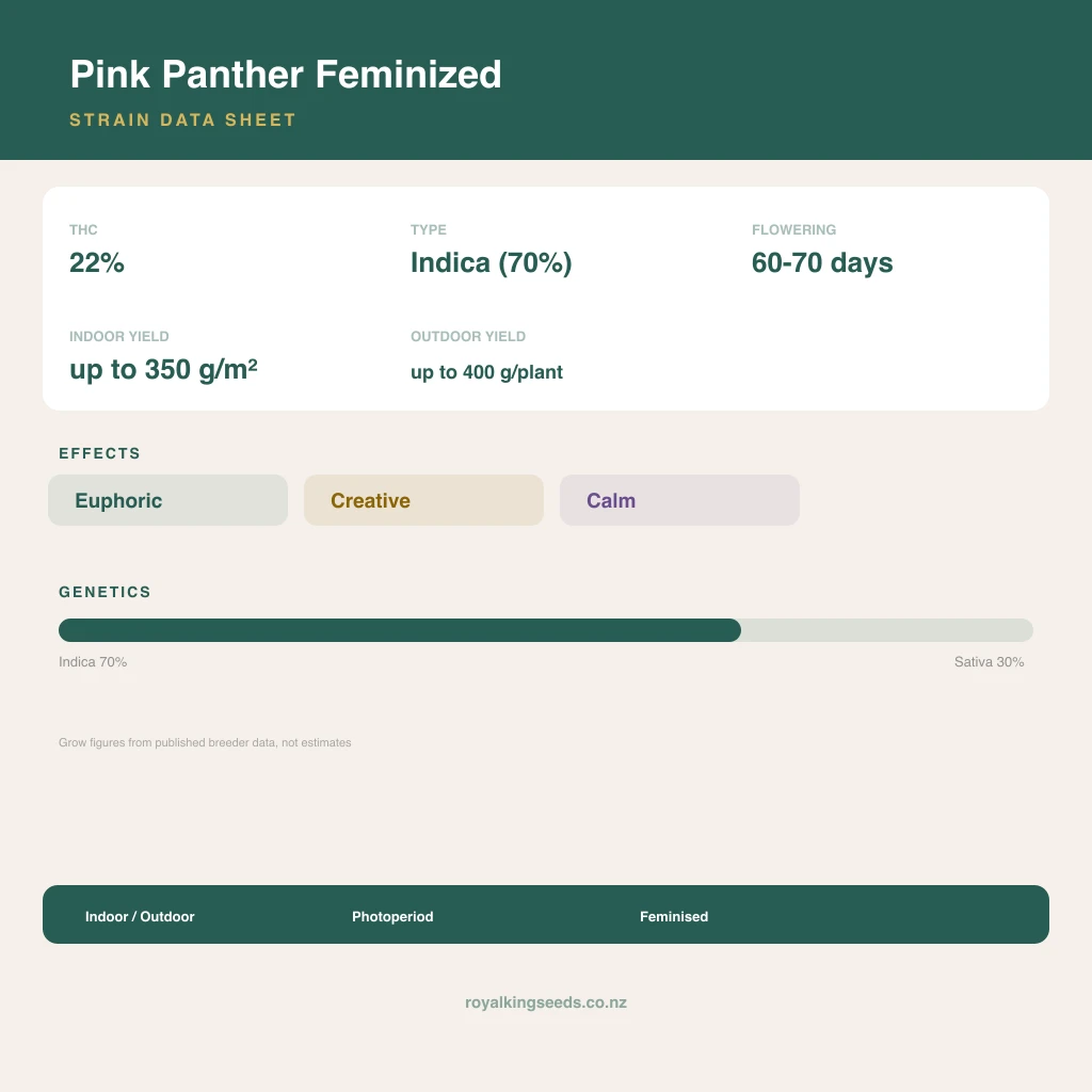 Pink Panther 70% indica / 30% sativa flower with visible trichomes