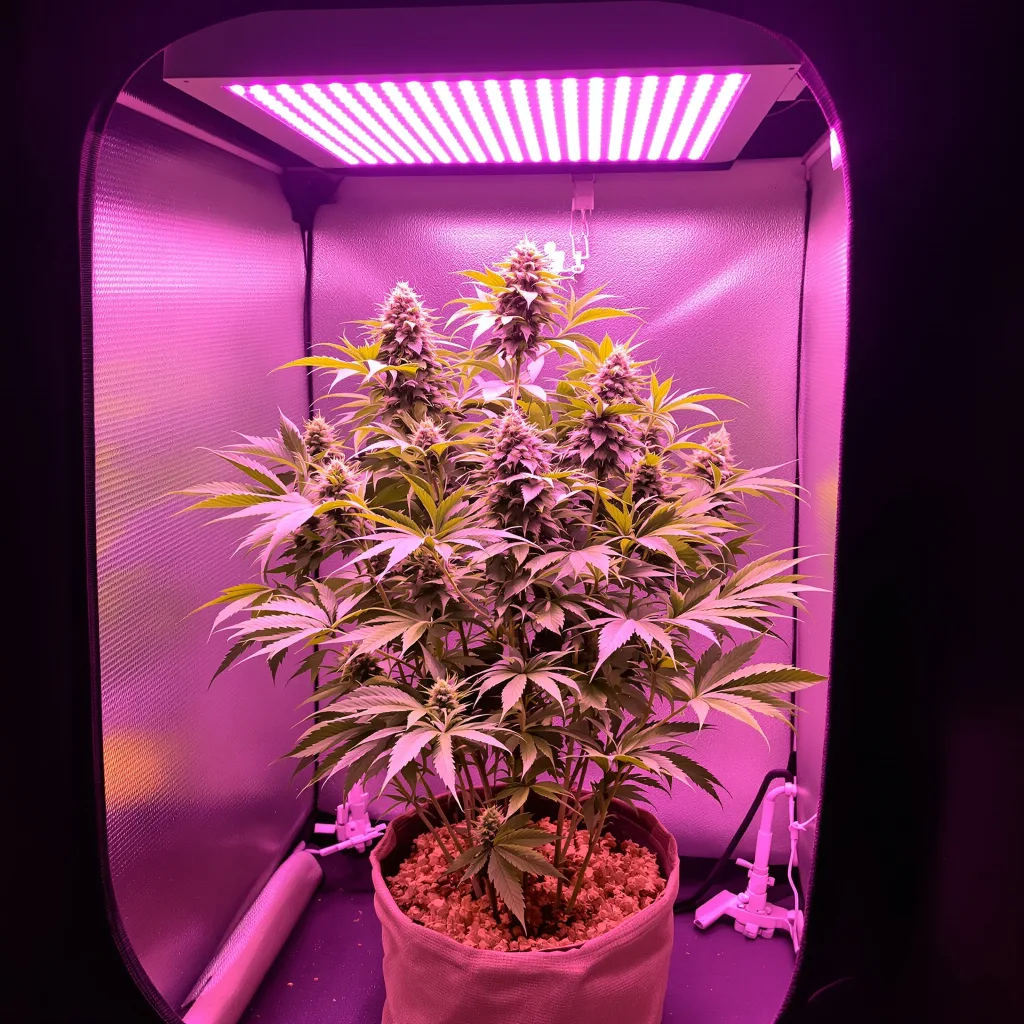 Pinkman Goo cannabis plant in flowering stage — 120 cm max autoflower