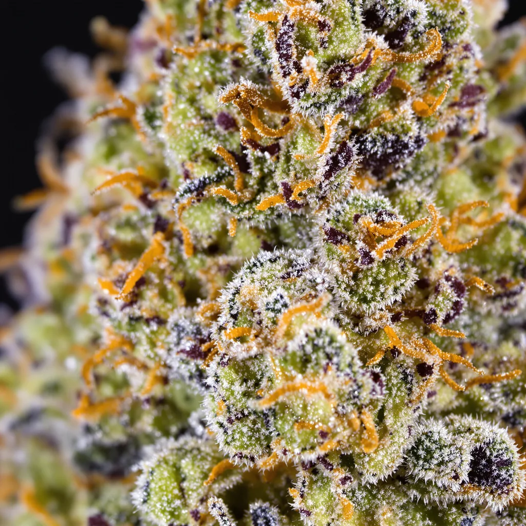 Platinum GSC cannabis bud close-up showing dense forest-green nugs