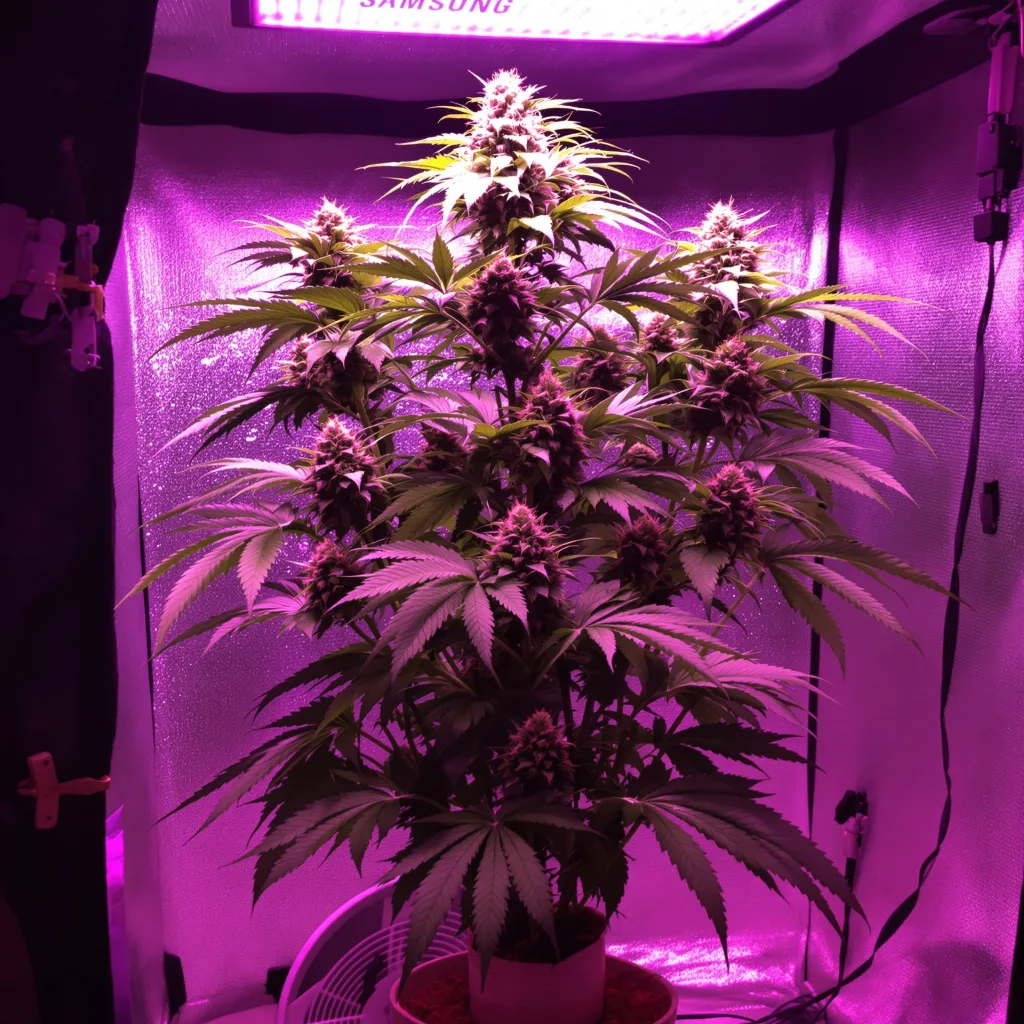 Platinum Wreck cannabis plant in flowering stage — 150-200 cm feminised
