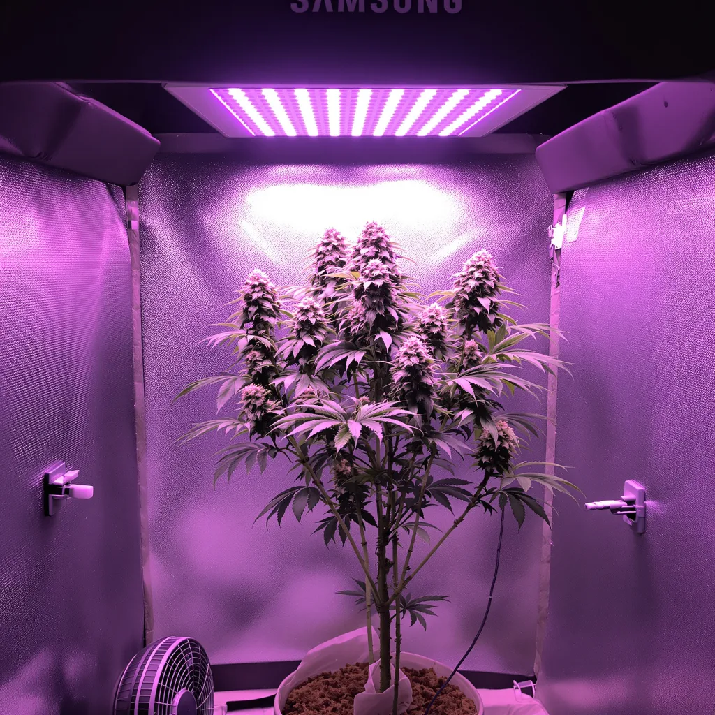 Pop Rox cannabis plant in flowering stage — 120-180 cm feminised
