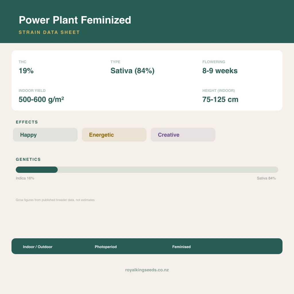 Power Plant 16% indica / 84% sativa flower with visible trichomes