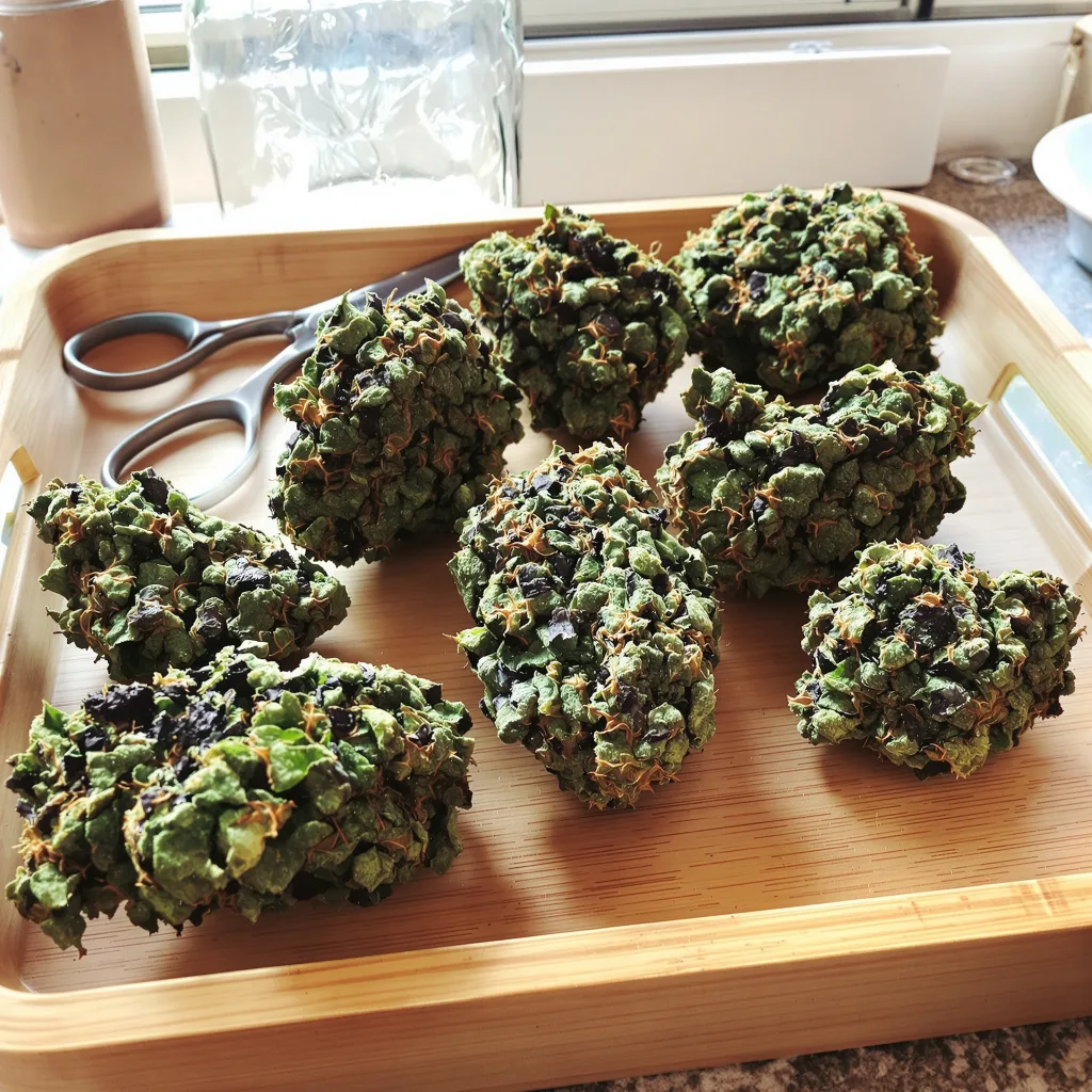 Presidential OG 86% indica / 14% sativa flower with visible trichomes