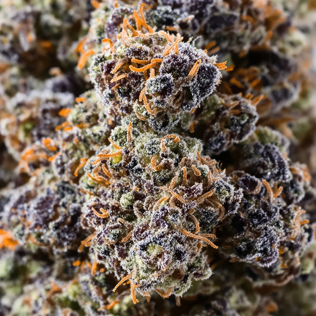 Presidential OG cannabis bud close-up showing dense purple-tinged calyxes