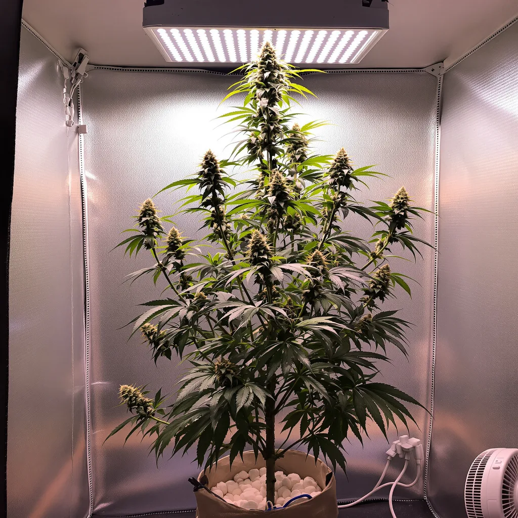 Project Blue Book cannabis plant in flowering stage — 150-200 cm feminised