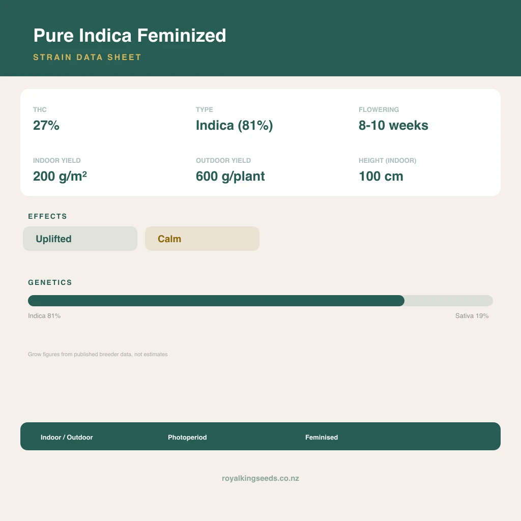 Pure Indica 81% indica / 19% sativa flower with visible trichomes