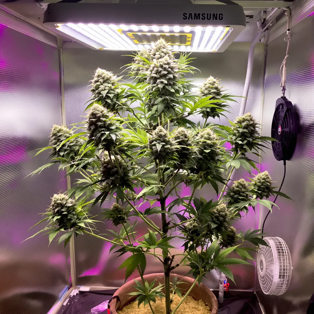 Pure Love cannabis plant in flowering stage — 60-100 cm autoflower