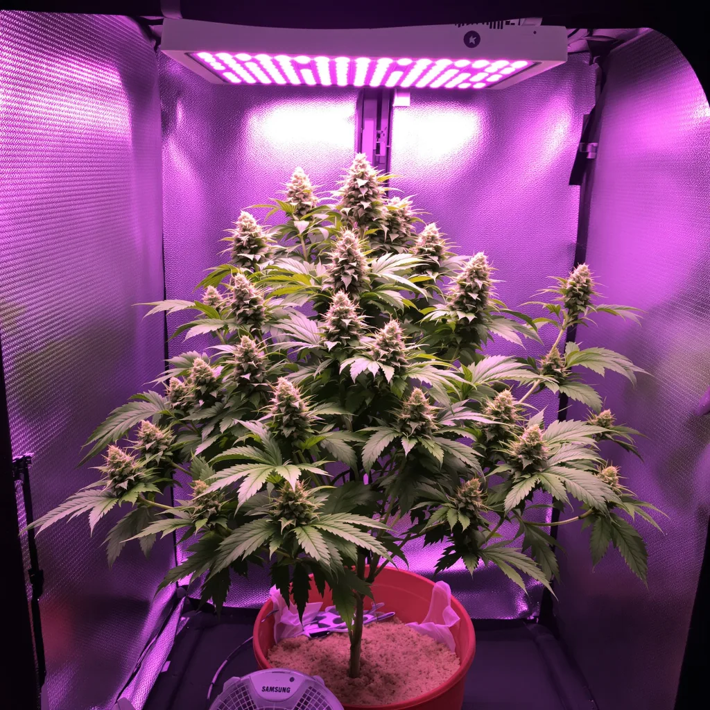 Purple 43 cannabis plant in flowering stage — 90-130 cm feminised