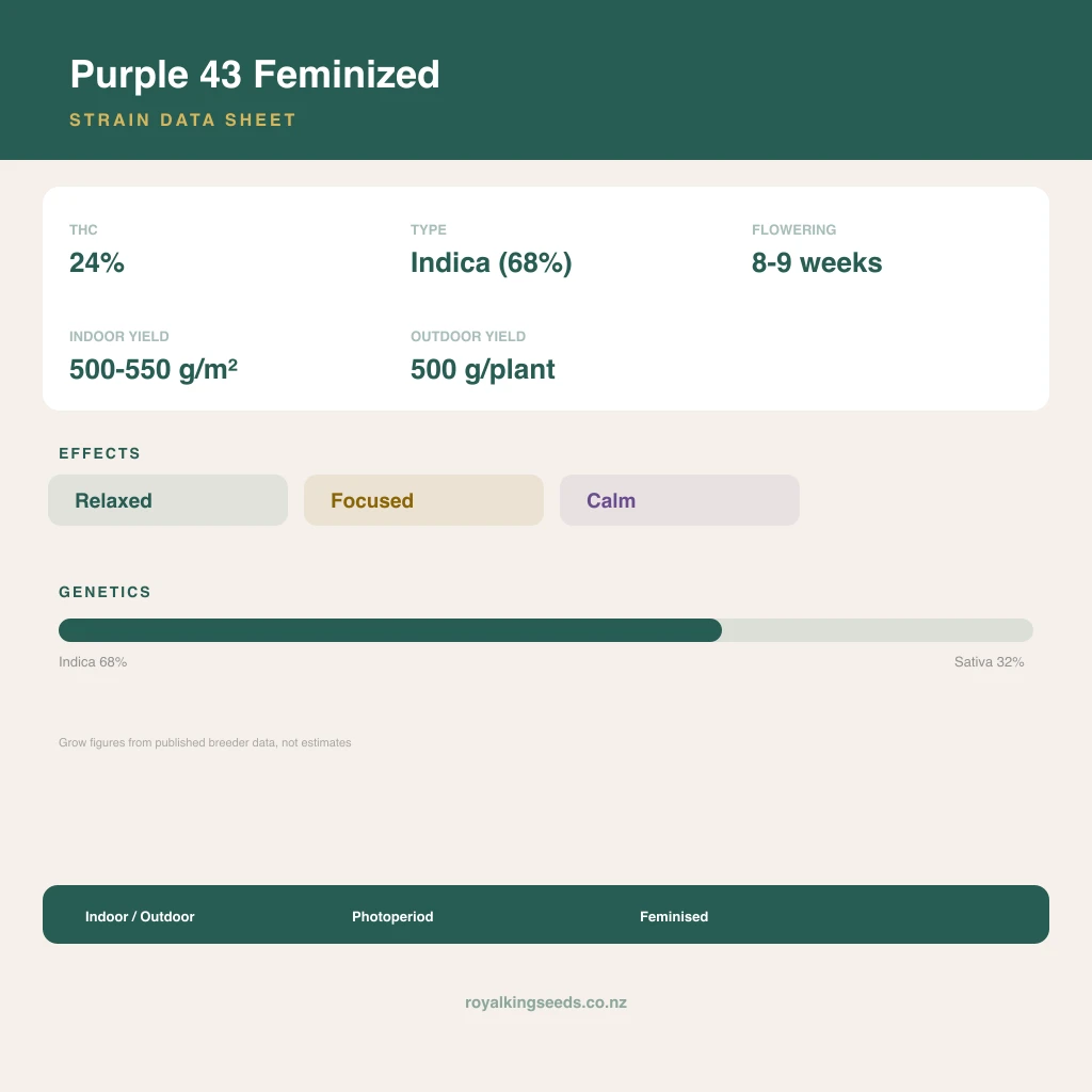 Purple 43 68% indica / 32% sativa flower with visible trichomes