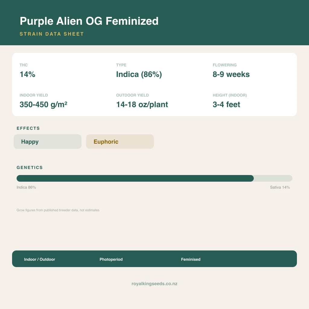 Purple Alien OG 86% indica / 14% sativa flower with visible trichomes