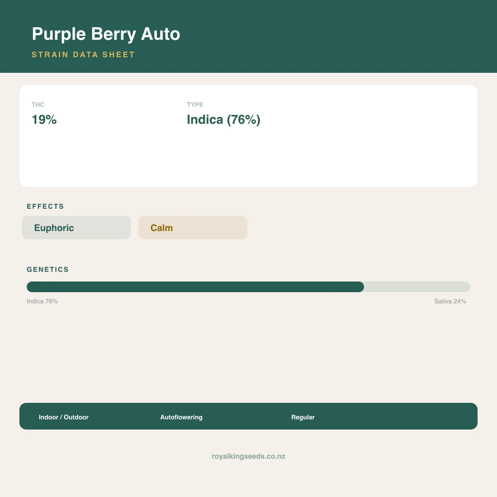 Purple Berry 76% indica / 24% sativa flower with visible trichomes