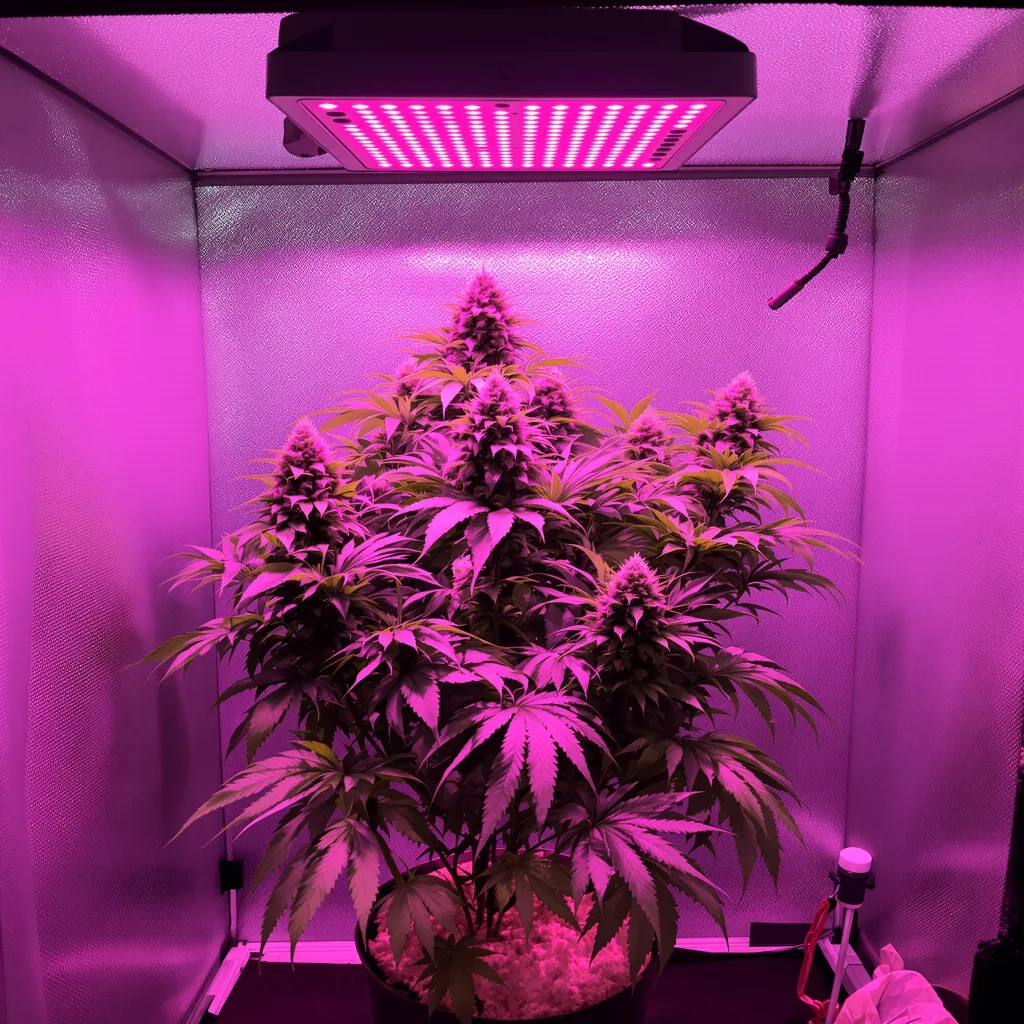 Purple Berry cannabis plant in flowering stage — 90-130 cm feminised