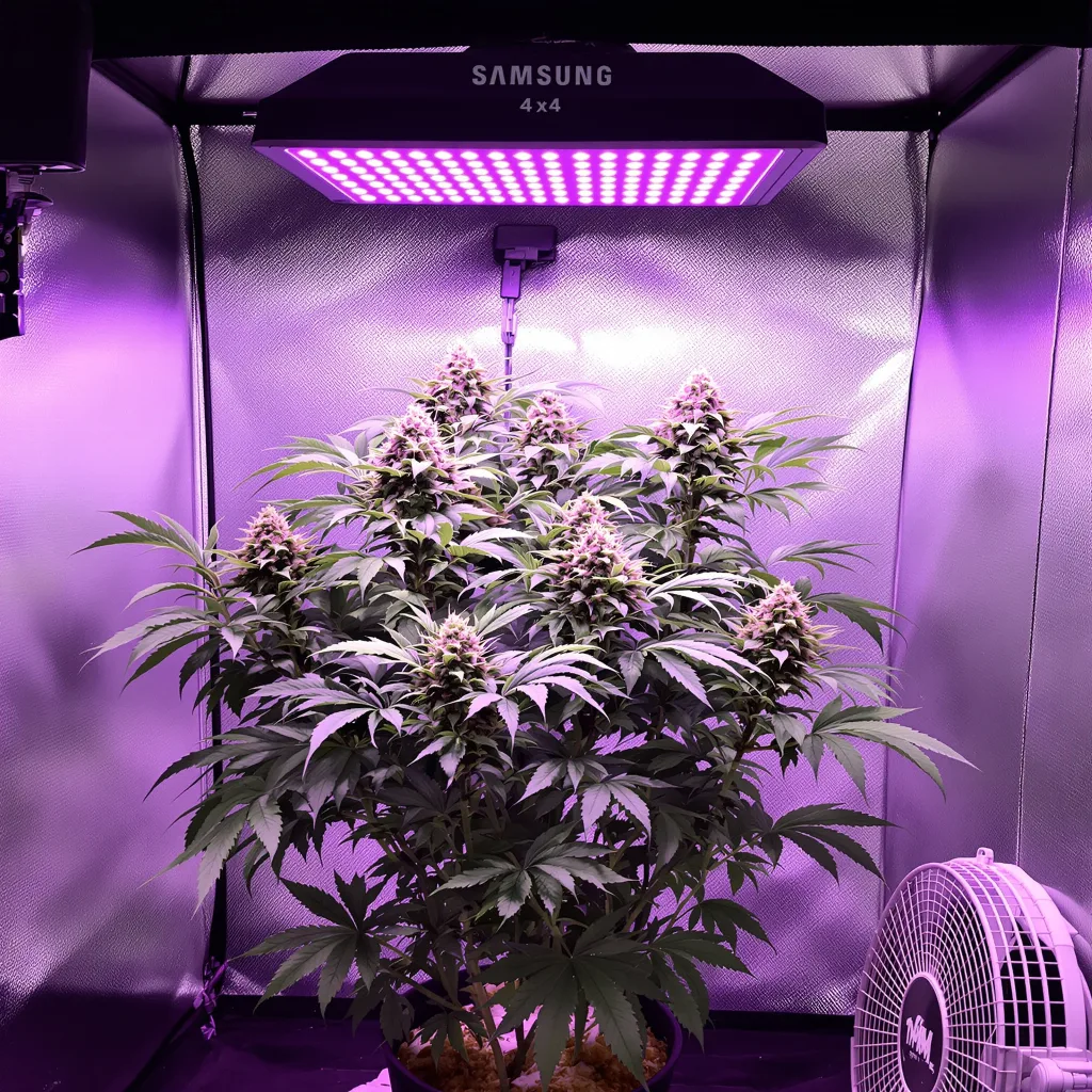 Purple Bubba cannabis plant in flowering stage — 90-130 cm feminised