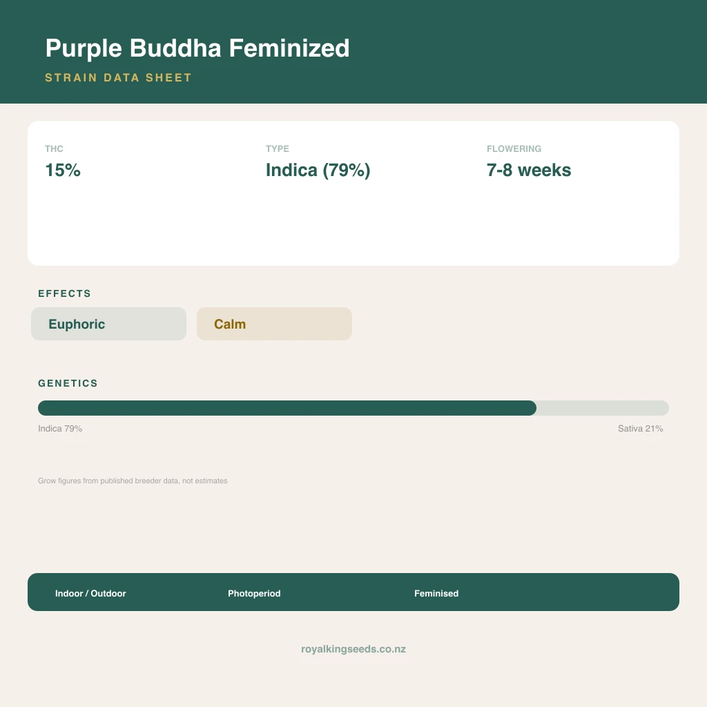 Purple Buddha 79% indica / 21% sativa flower with visible trichomes