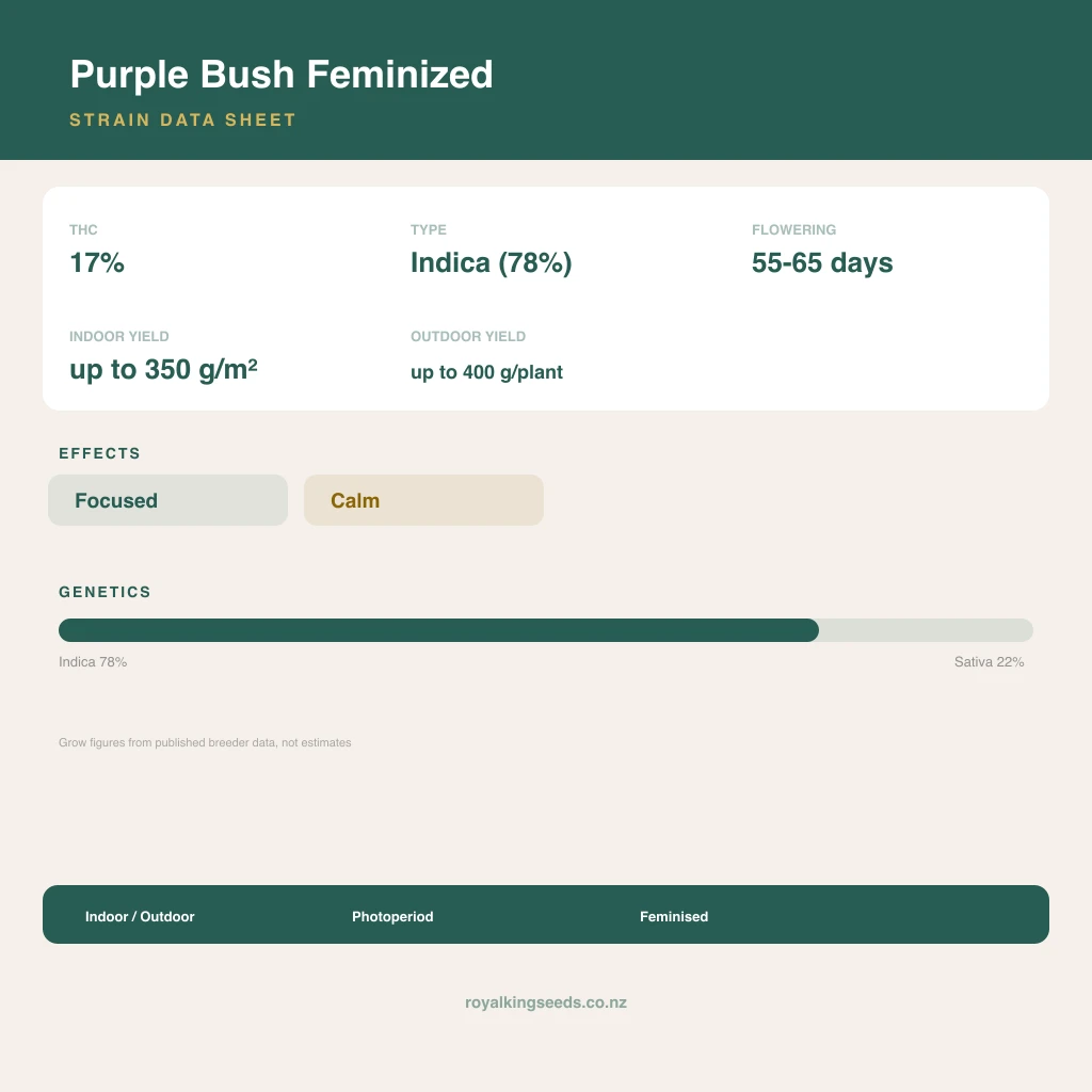 Purple Bush 78% indica / 22% sativa flower with visible trichomes