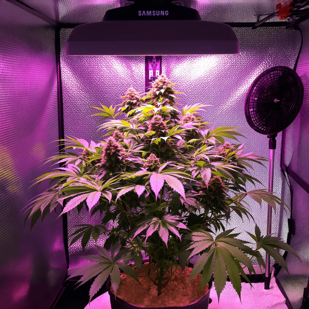 Purple Cotton Candy cannabis plant in flowering stage — 60-100 cm autoflower