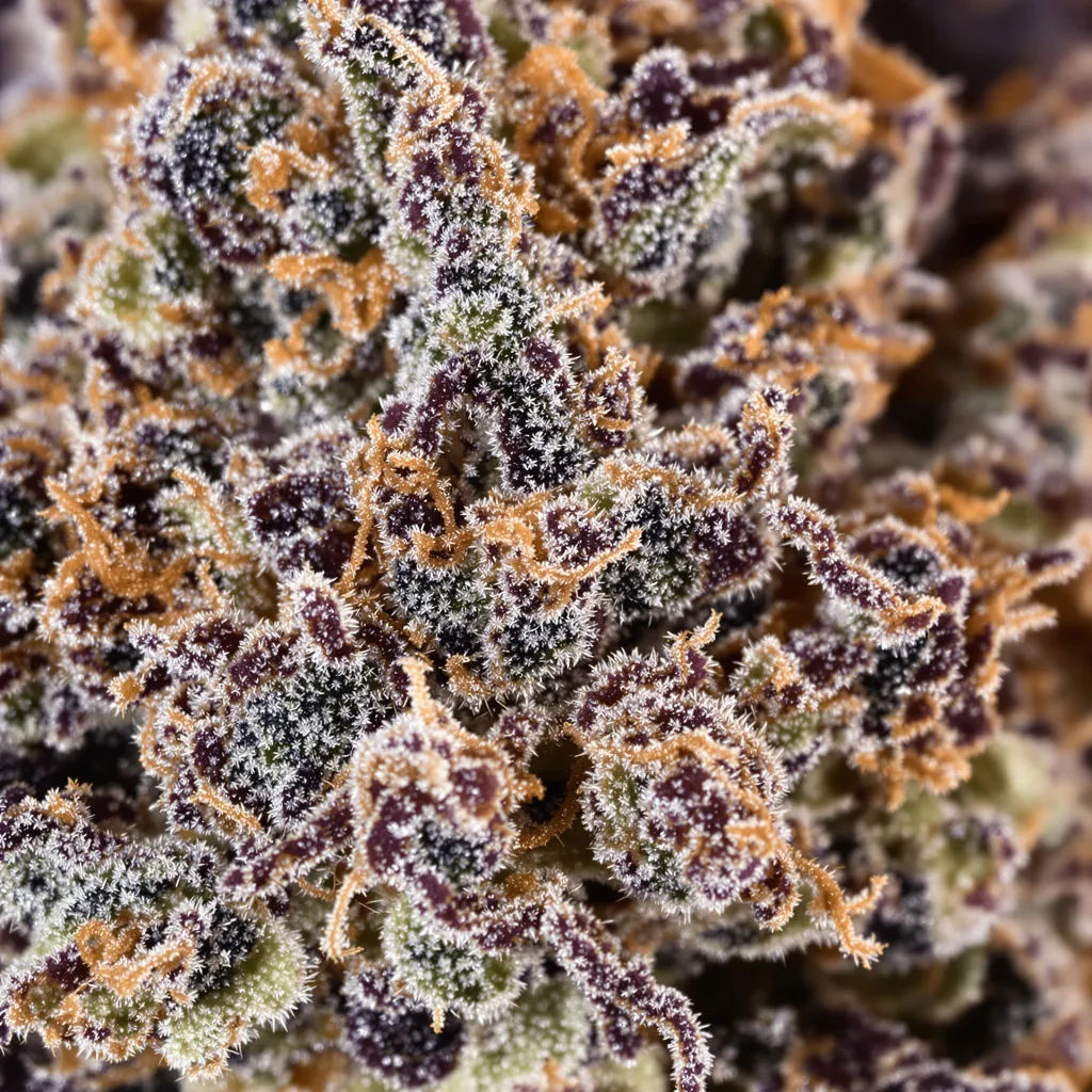 Purple Cotton Candy cannabis bud close-up showing dense purple-tinged calyxes