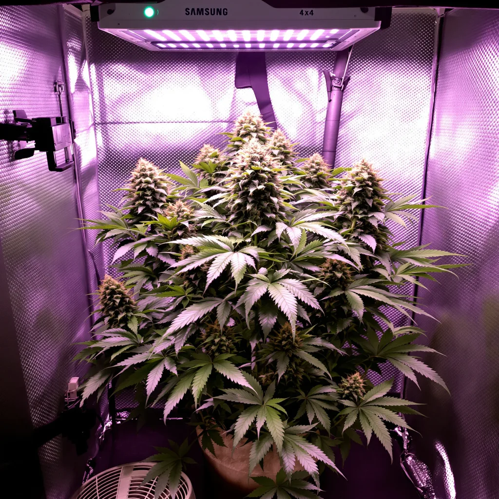 Purple Cotton Candy cannabis plant in flowering stage — 90-130 cm feminised