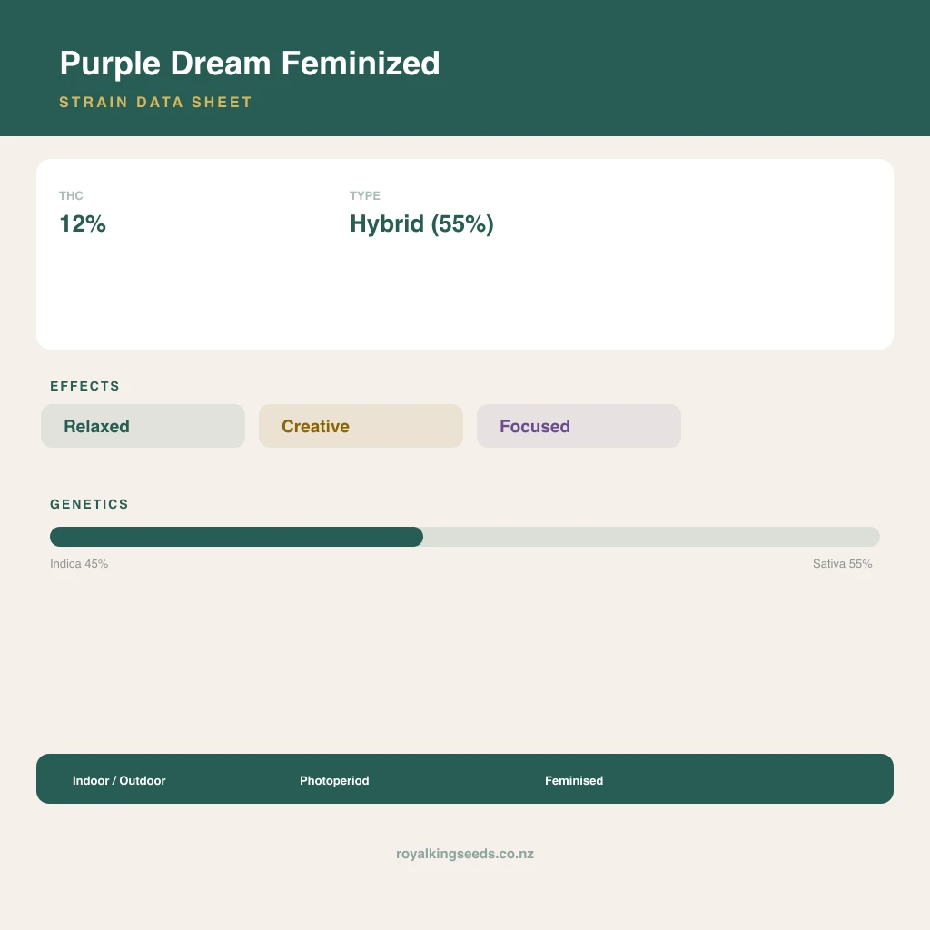 Purple Dream 45% indica / 55% sativa flower with visible trichomes