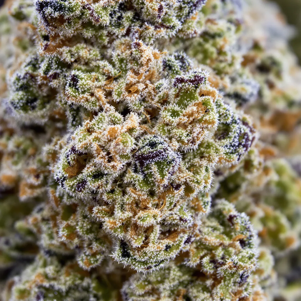 Purple Dream cannabis bud close-up showing balanced bud structure with frosted trichomes