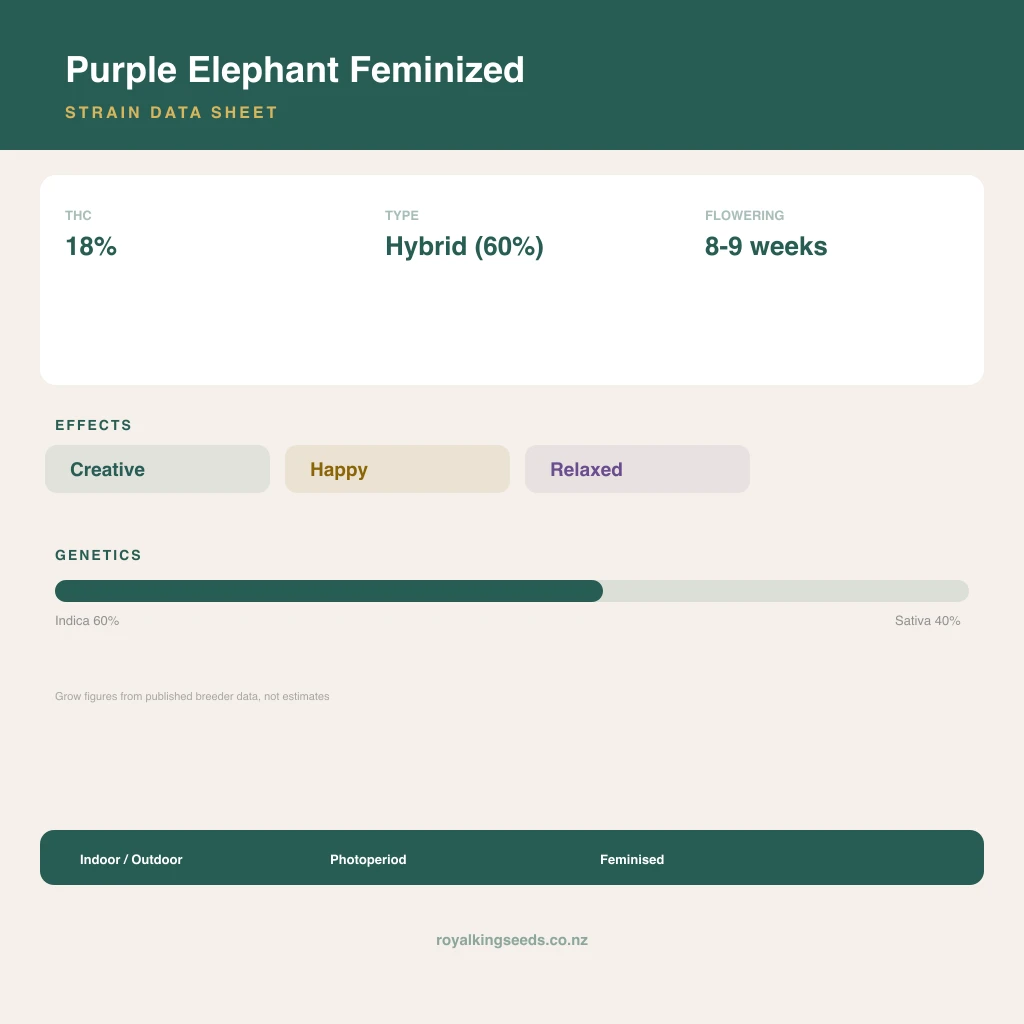 Purple Elephant 60% indica / 40% sativa flower with visible trichomes