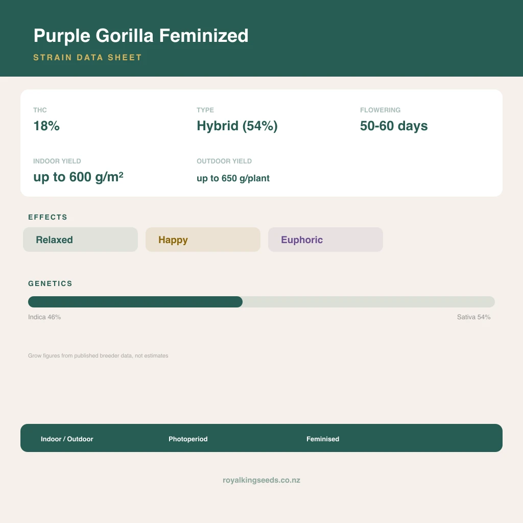Purple Gorilla 46% indica / 54% sativa flower with visible trichomes