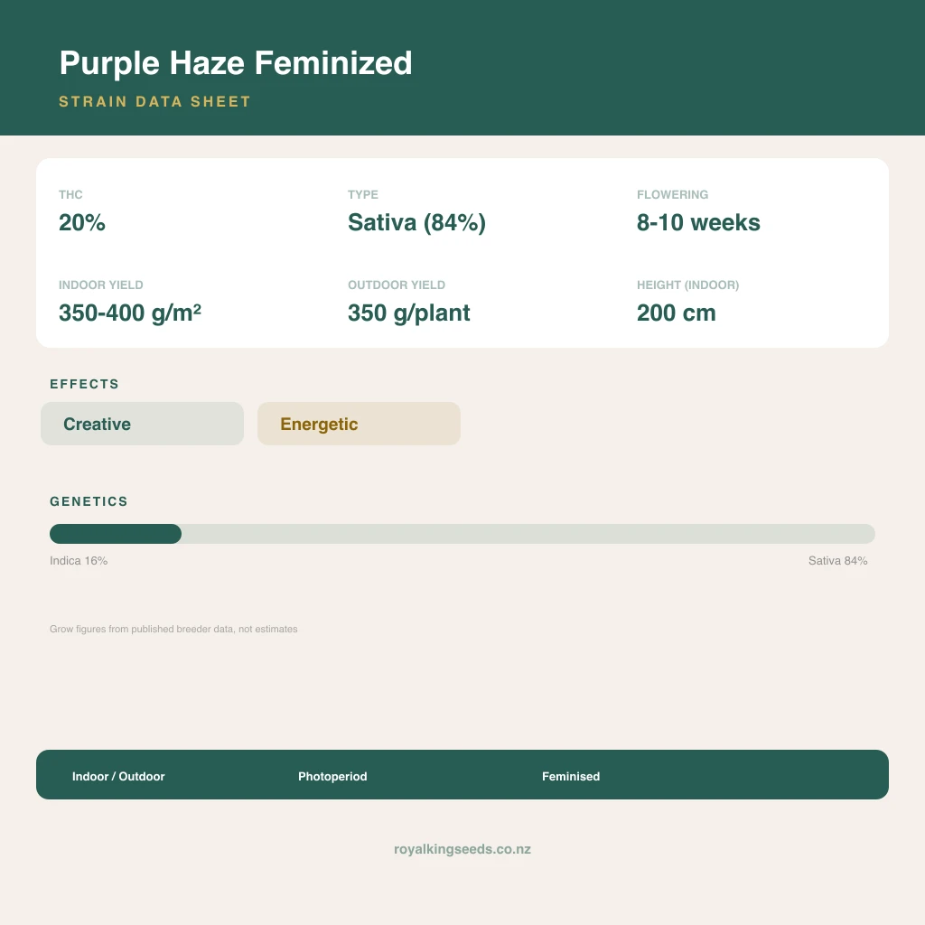 Purple Haze 16% indica / 84% sativa flower with visible trichomes