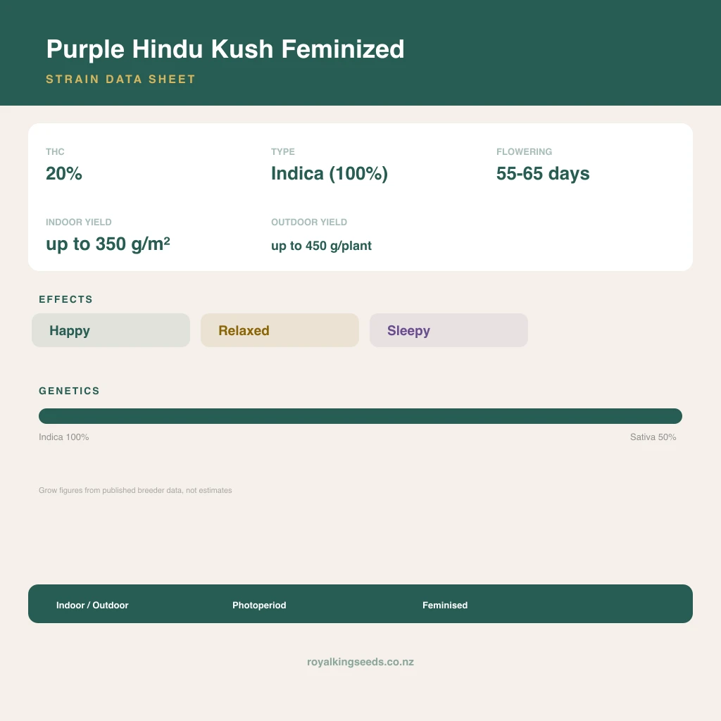 Purple Hindu Kush 100% indica / 50% sativa flower with visible trichomes