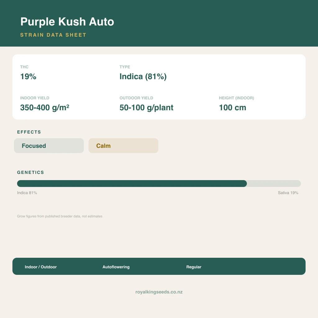 Purple Kush 81% indica / 19% sativa flower with visible trichomes