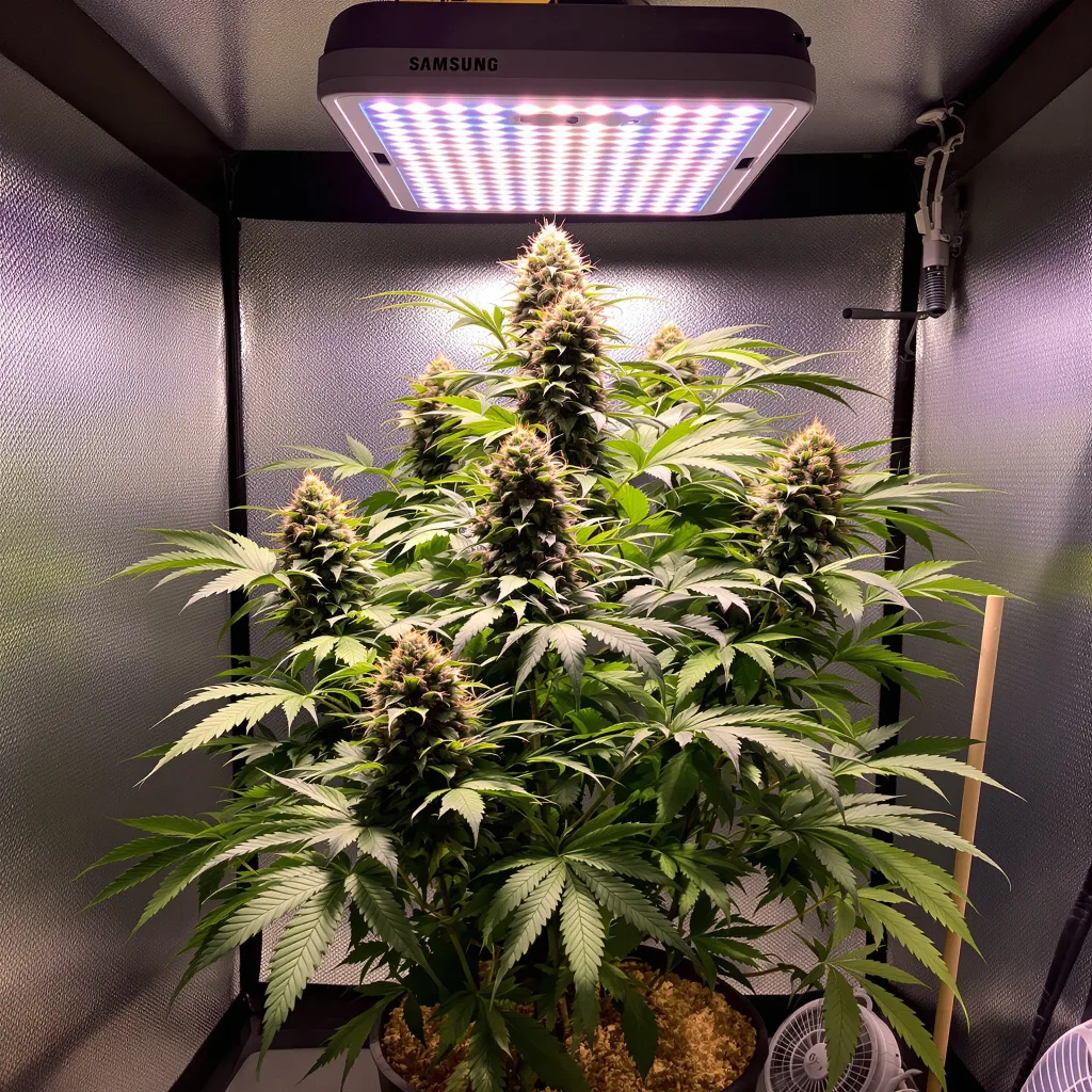 Purple Kush cannabis plant in flowering stage — 90-130 cm feminised