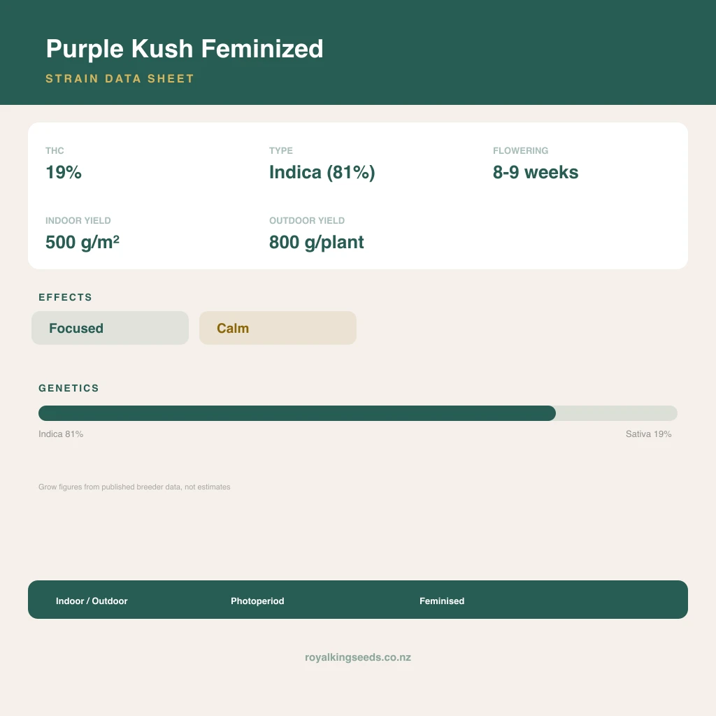 Purple Kush 81% indica / 19% sativa flower with visible trichomes