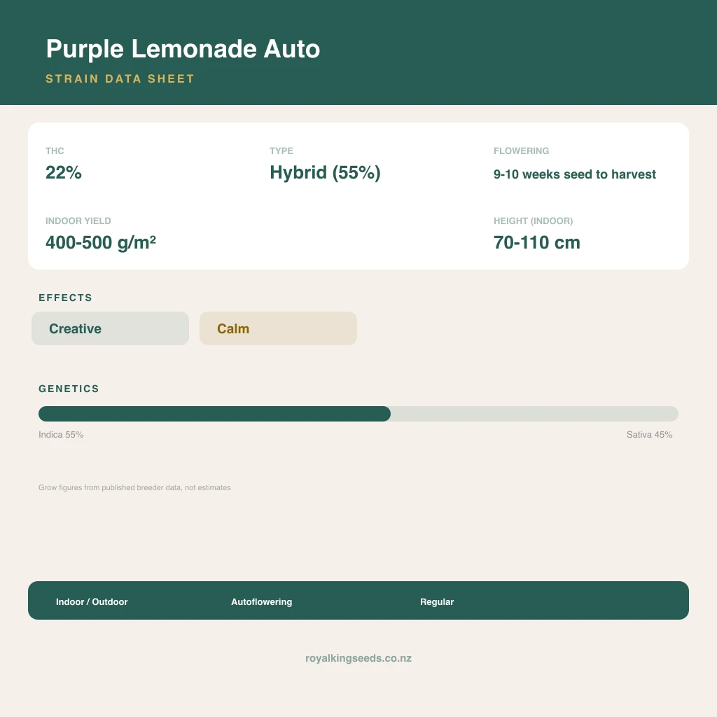 Purple Lemonade 55% indica / 45% sativa flower with visible trichomes