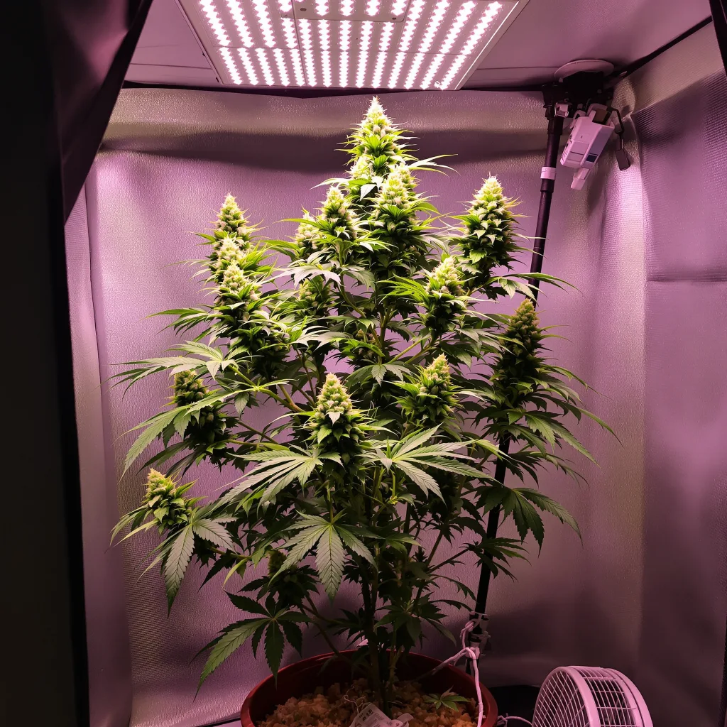 Purple Nepal Candy cannabis plant in flowering stage — 60-100 cm autoflower