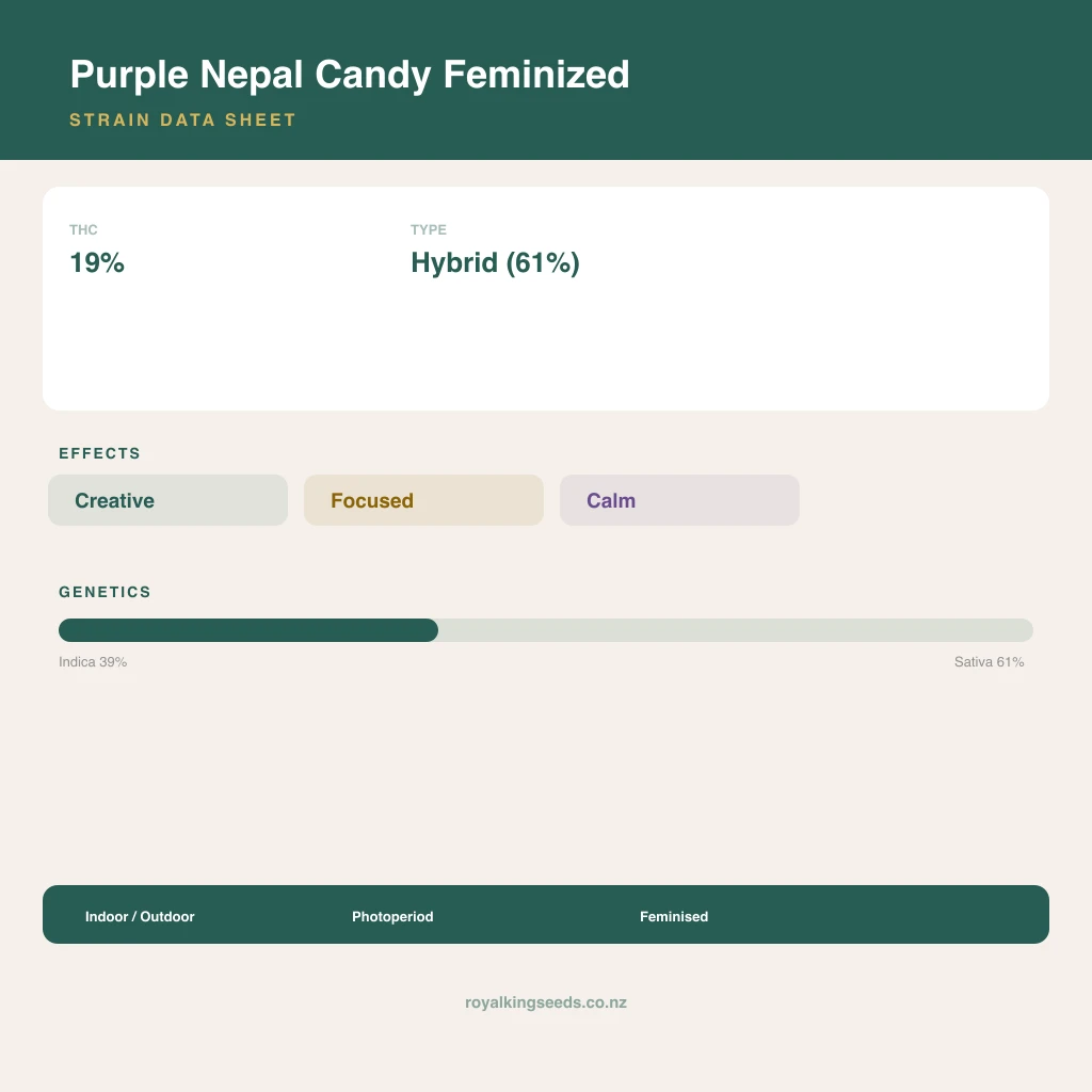 Purple Nepal Candy 39% indica / 61% sativa flower with visible trichomes