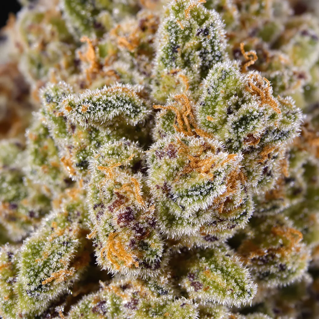 Purple Nepal Candy cannabis bud close-up showing open-bud structure with orange pistils