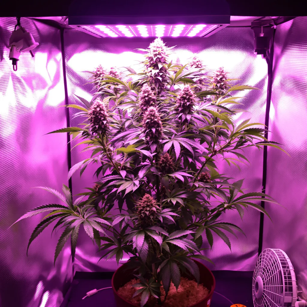 Purple Nepal cannabis plant in flowering stage — 90-130 cm feminised