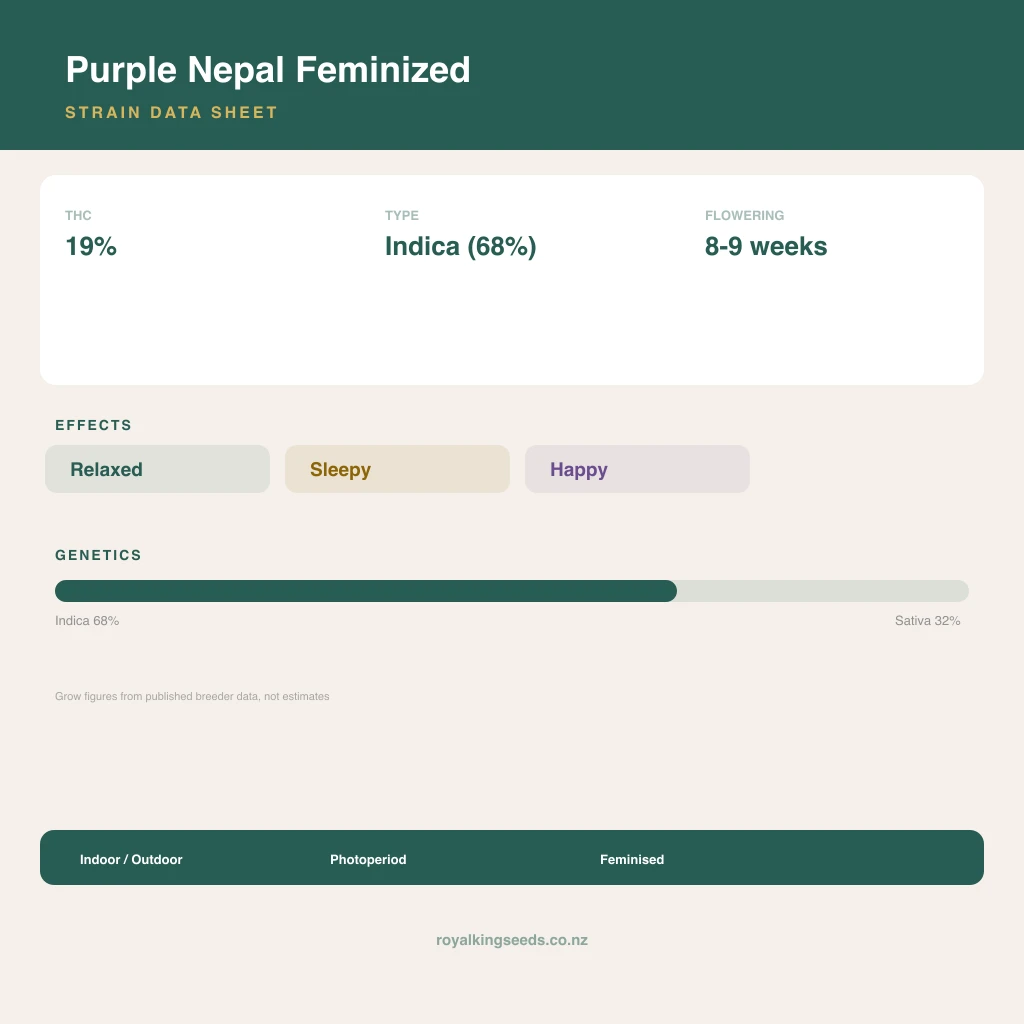 Purple Nepal 68% indica / 32% sativa flower with visible trichomes