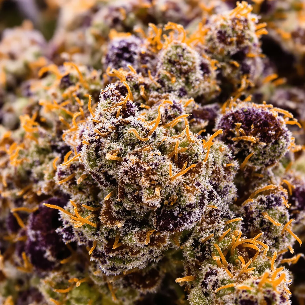 Purple Nepal cannabis bud close-up showing dense purple-tinged calyxes