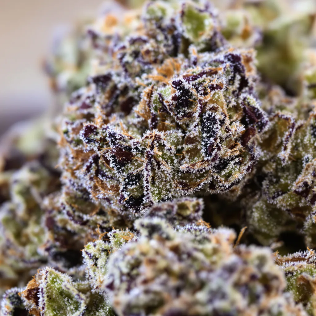 Purple Panty Dropper cannabis bud close-up showing dense purple-tinged calyxes