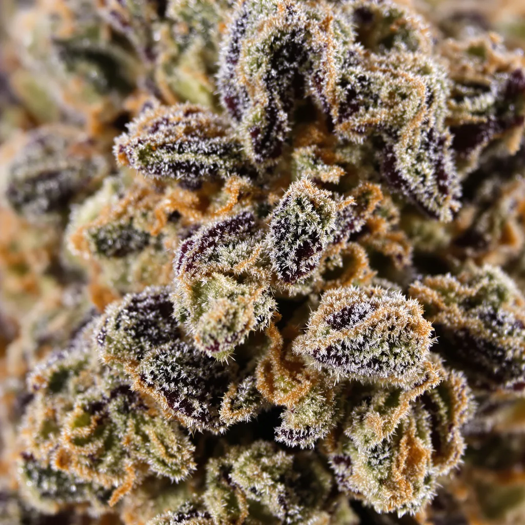 Purple Sage cannabis bud close-up showing dense purple-tinged calyxes