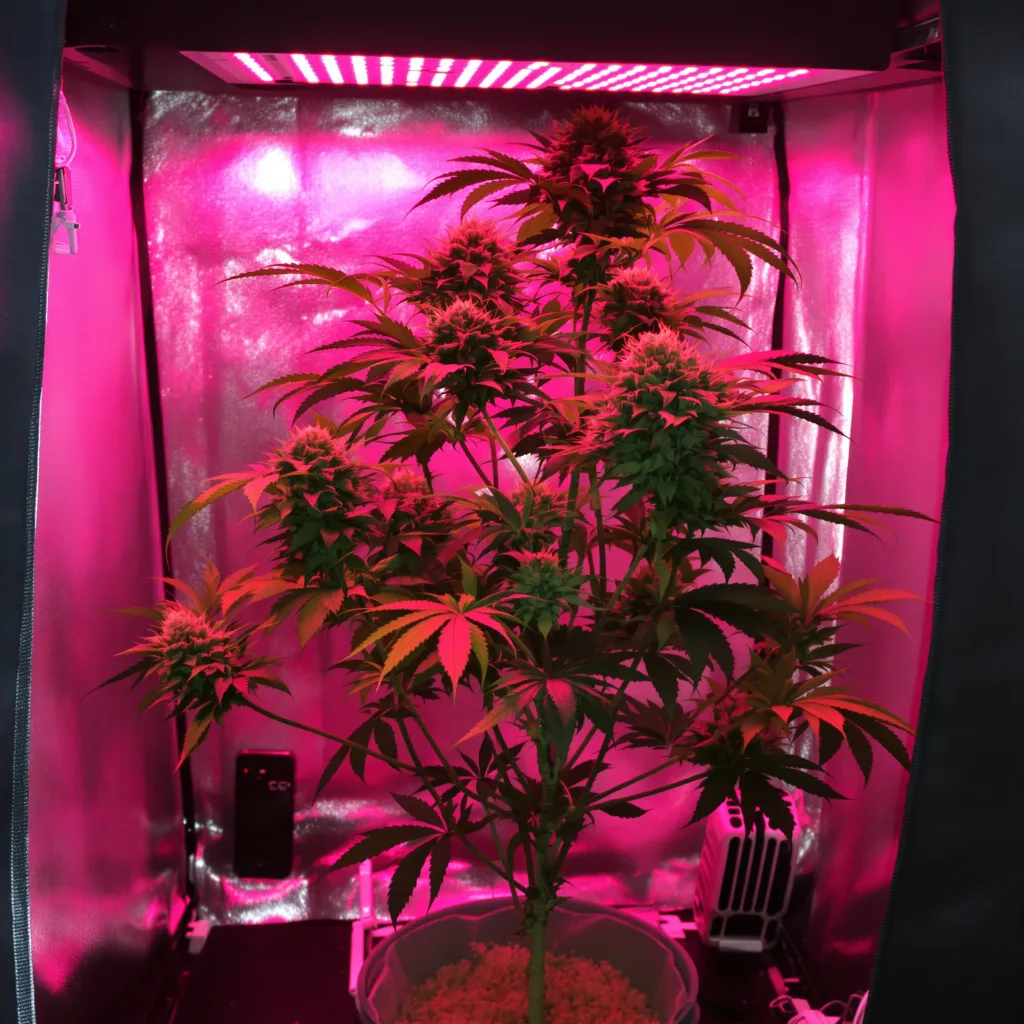 Purple Skunk cannabis plant in flowering stage — 120-180 cm feminised