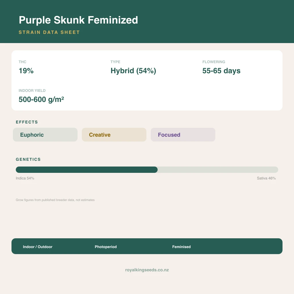 Purple Skunk 54% indica / 46% sativa flower with visible trichomes